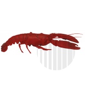 Atrapa langusta středozemní