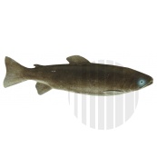 Atrapa pstruh