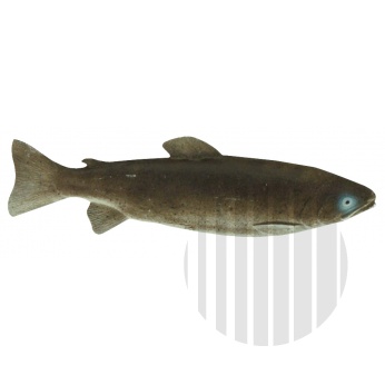 Atrapa pstruh
