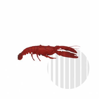 Atrapa langusta středozemní