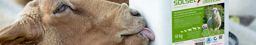 banner-lizy1.jpg